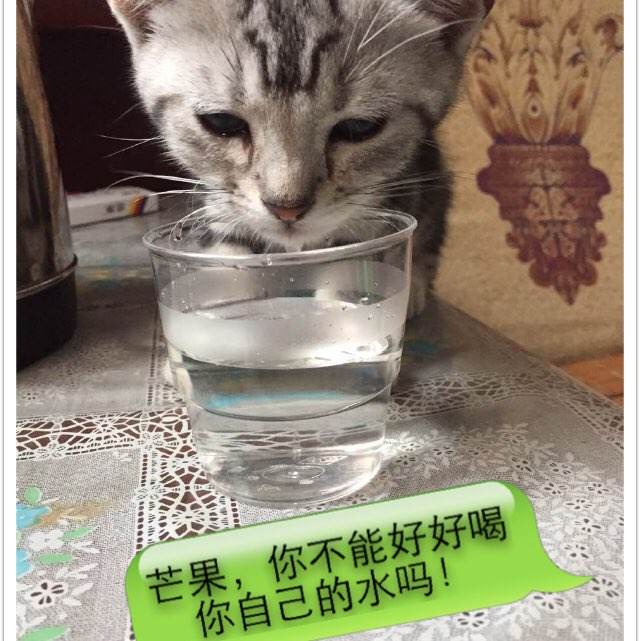 哪里能办理北达科他州立大学文凭毕业证
